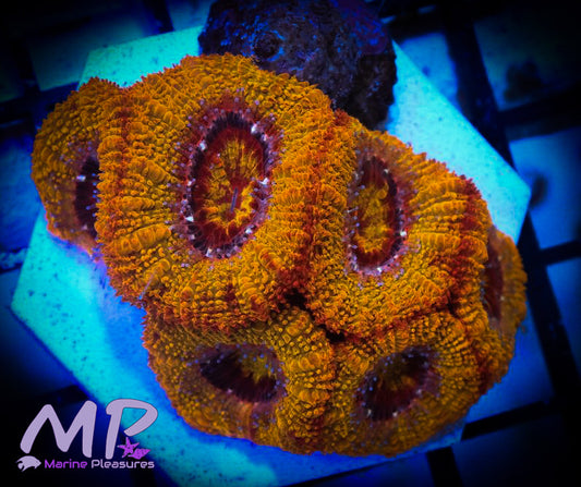 OG Solar Flare Acanthastrea Coral - (True Yellow Acan)