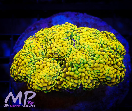 Yellow Ultra Rainbow Torch Coral - ( Cut to Order)