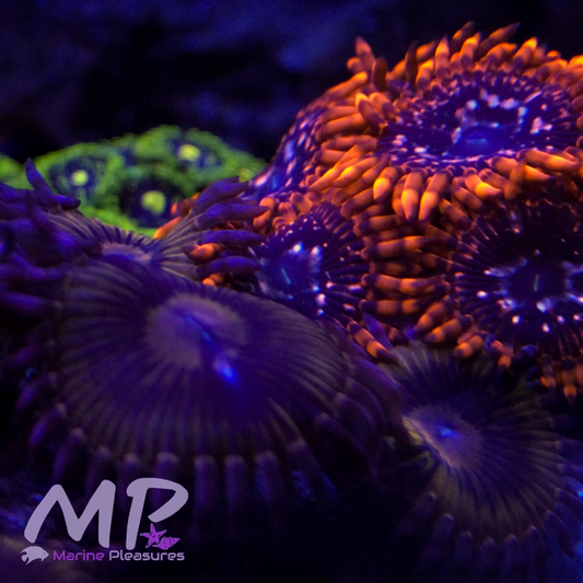 Pink Chiquita Zoanthids - (1 Polyp)