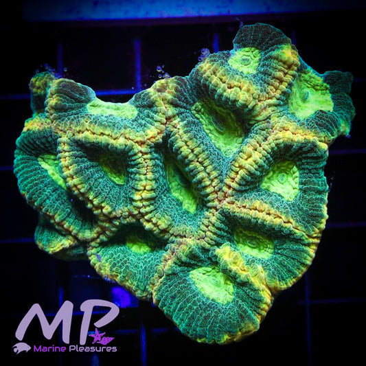 Irish Favia - (Colony)