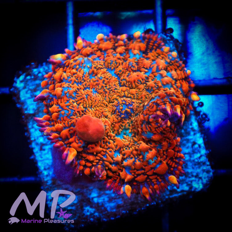 Superman Bounce Mushroom Coral