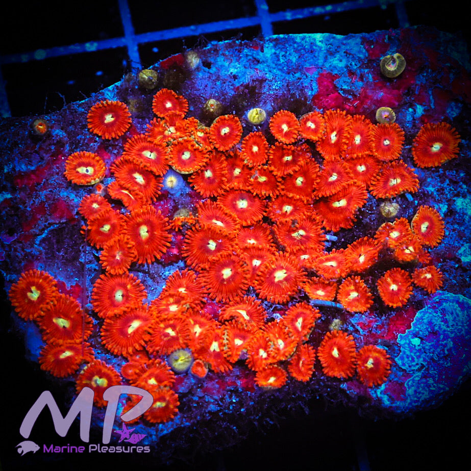 Firecrackers Zoanthids - (Colony)