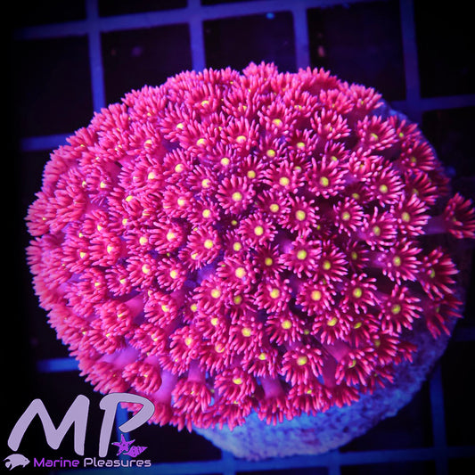 Yellow Eye Hot Pink Goniopora - (Colony)