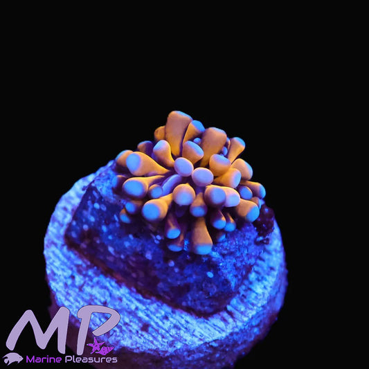 Aussie True 24k Gold Spawn Torch Coral