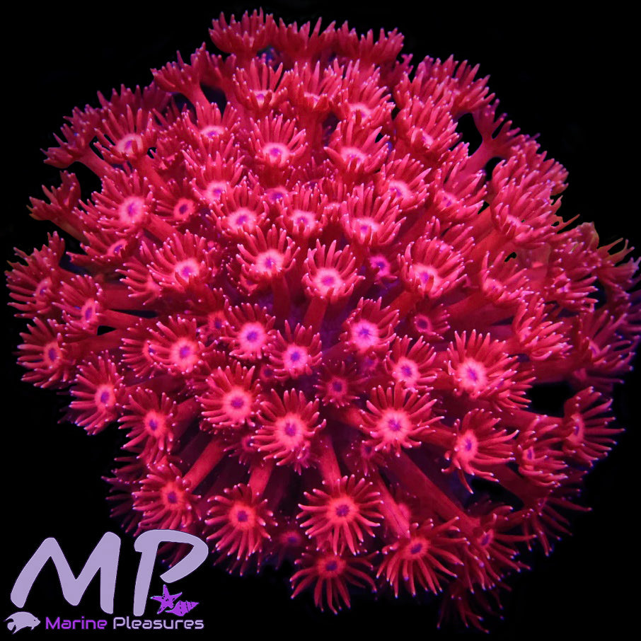 Cherry Red Ultra Goniopora Coral - (Lg Colony)