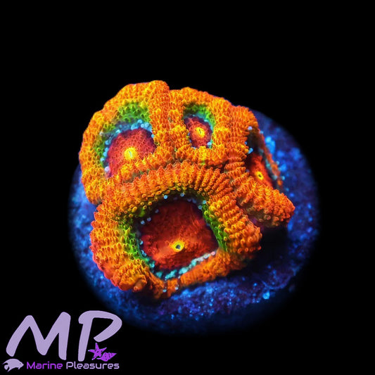 Galactic Nuclei Micromussa Coral