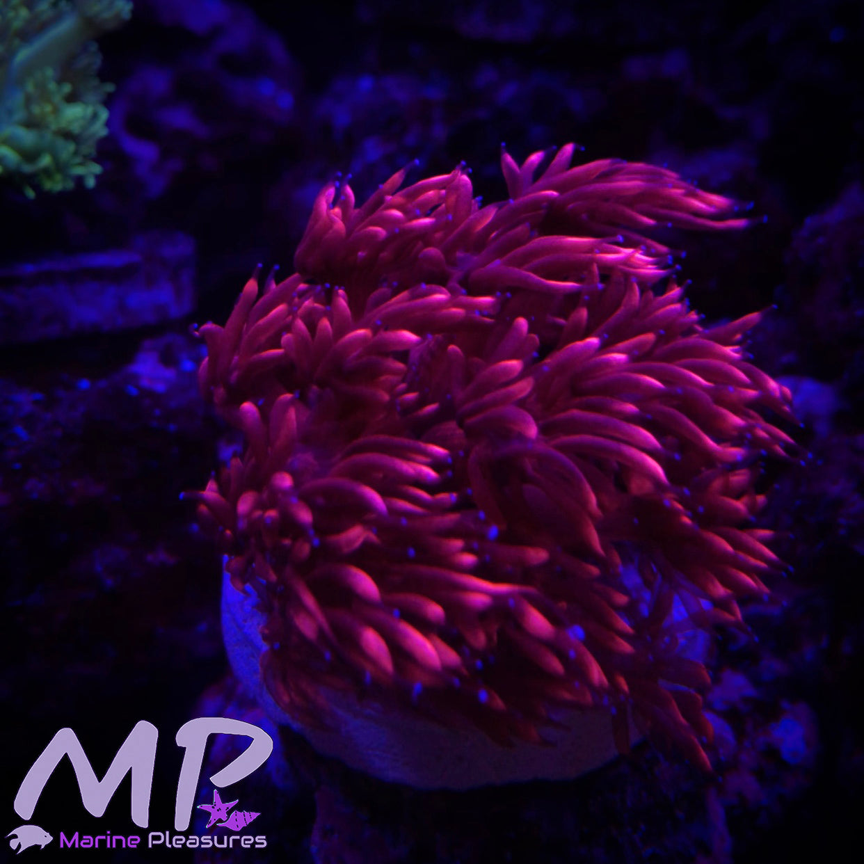 3Pck Goniopora Coral