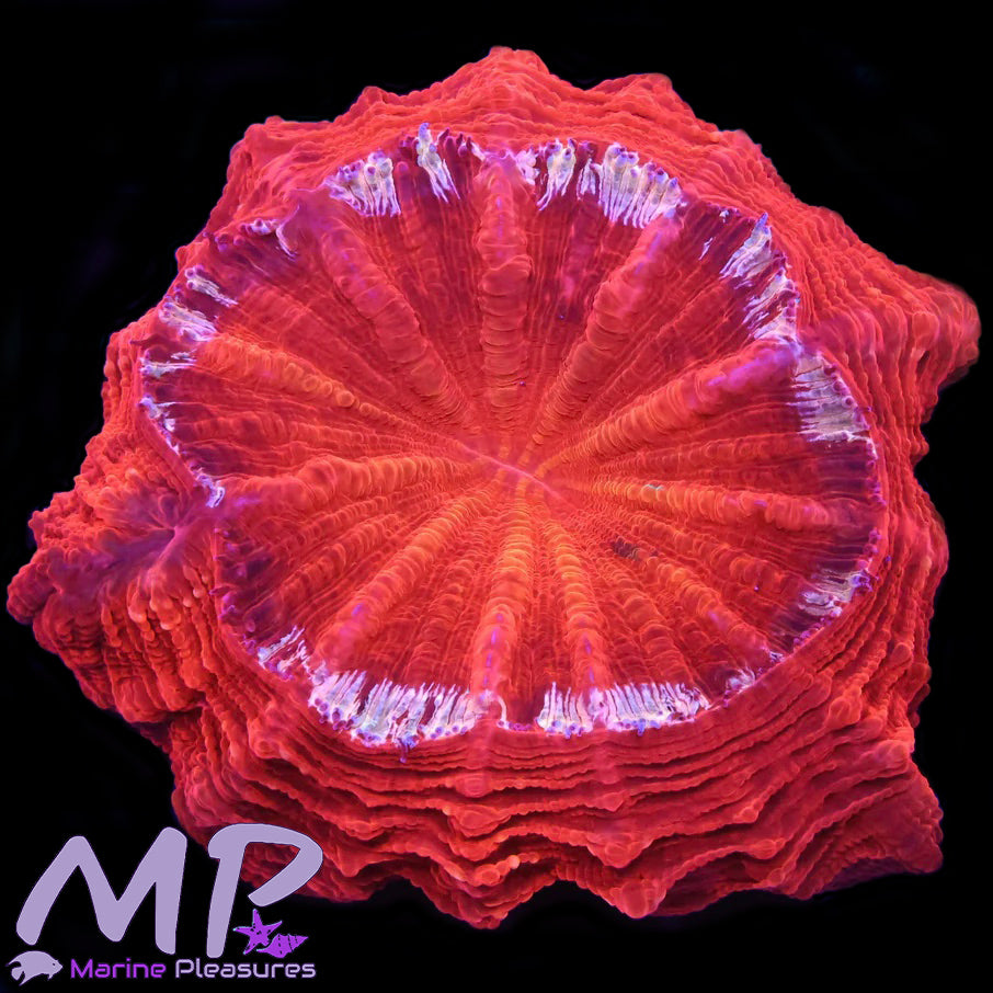 Ruby Red Nano Acanthophyllia Coral