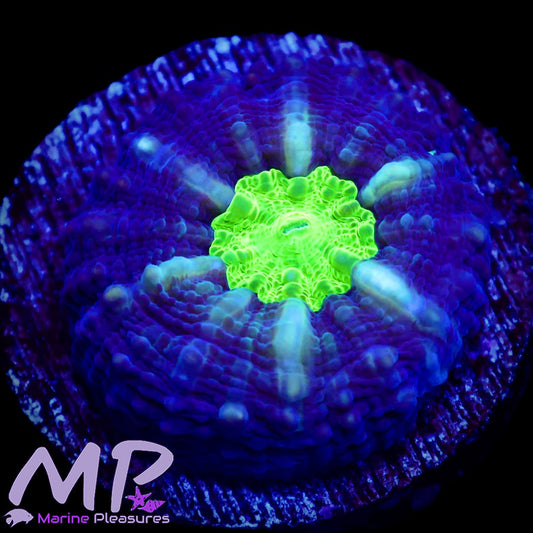 Blue Goblin Ultra Symphyllia Coral
