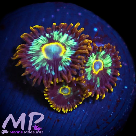 Og Cosmic Hornet Zoanthids (3 Polyps)