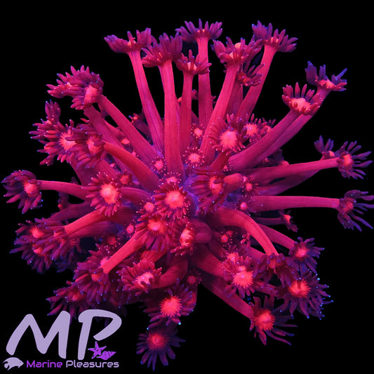 Cherry Blossom Goniopora Coral