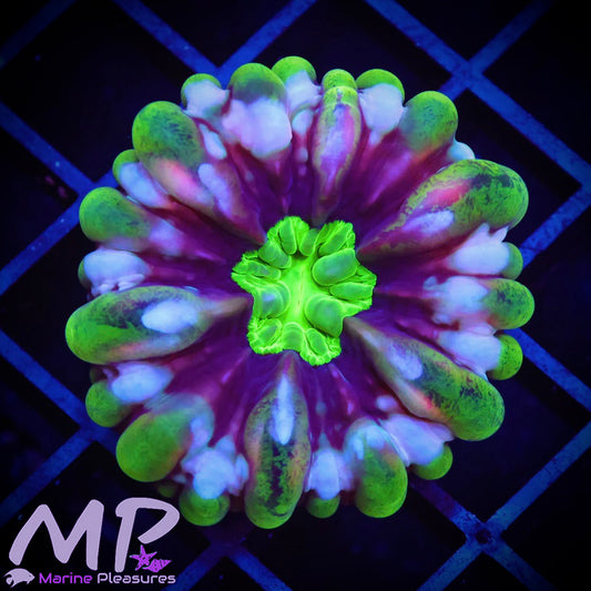 2" Joker Ultra Splatter Cynarina Coral