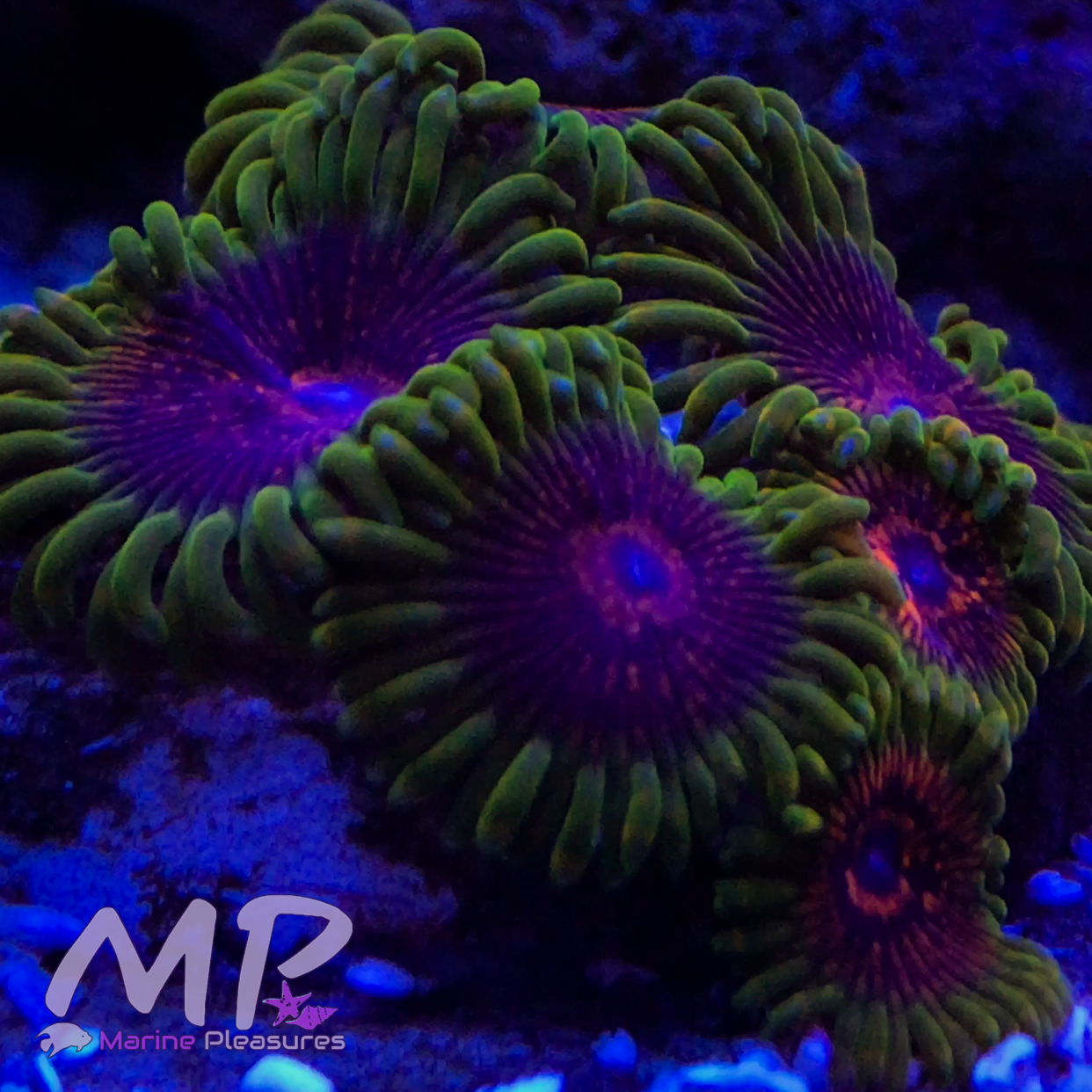 Reverse Hallucination Zoanthids - (1 Polyp)