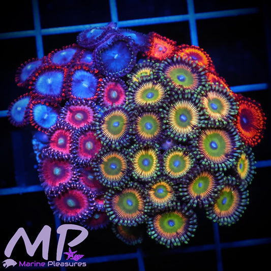 Zoanthids Garden
