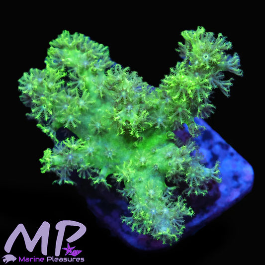 Australian Rasta Leather Coral