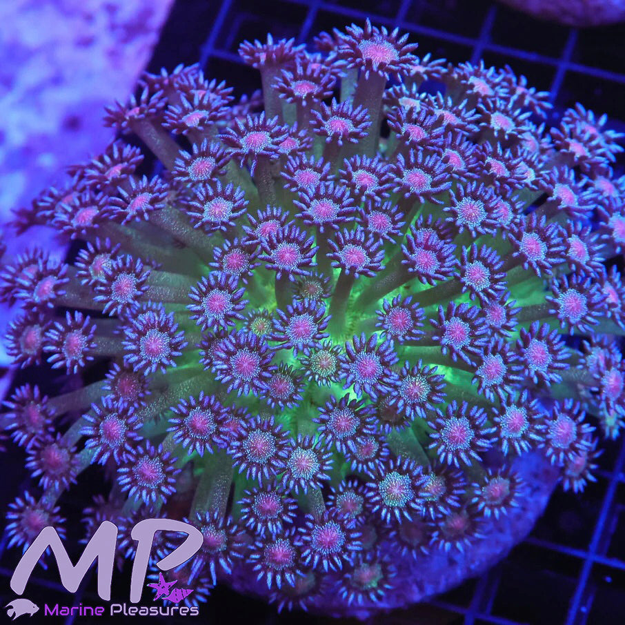 Pink Eye Glitter Bomb Goniopora (Colony)