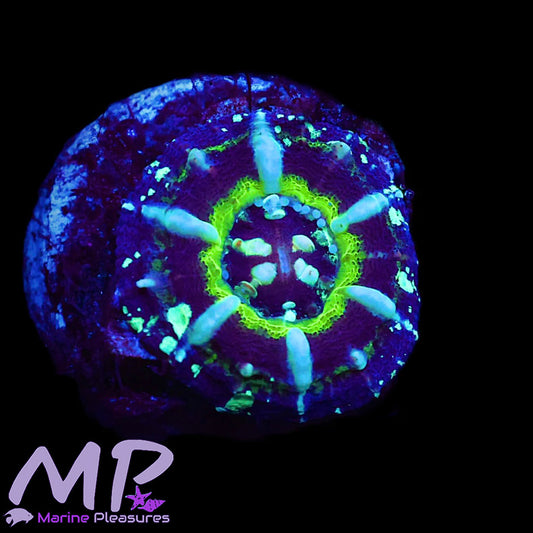 Tiny UFO Scolymia Australis