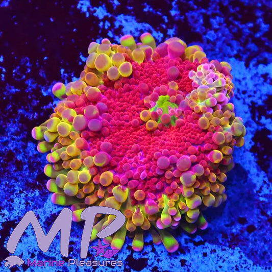 Ultra Yellow Queen Ricordea Yuma Coral
