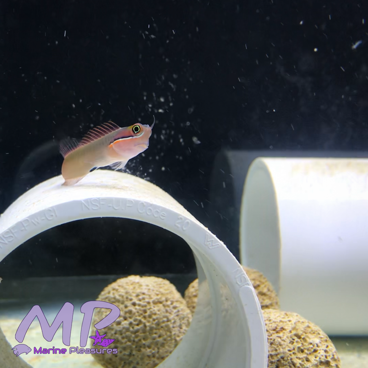 Tail Spot Blenny