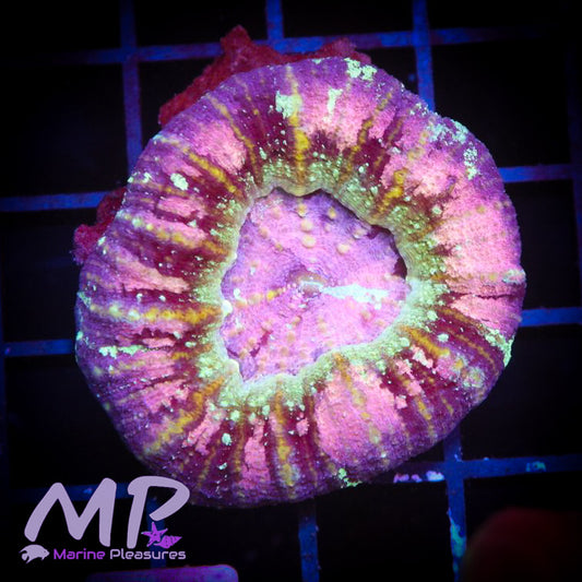 Aussie Pink Galaxy Master Button Scolymia