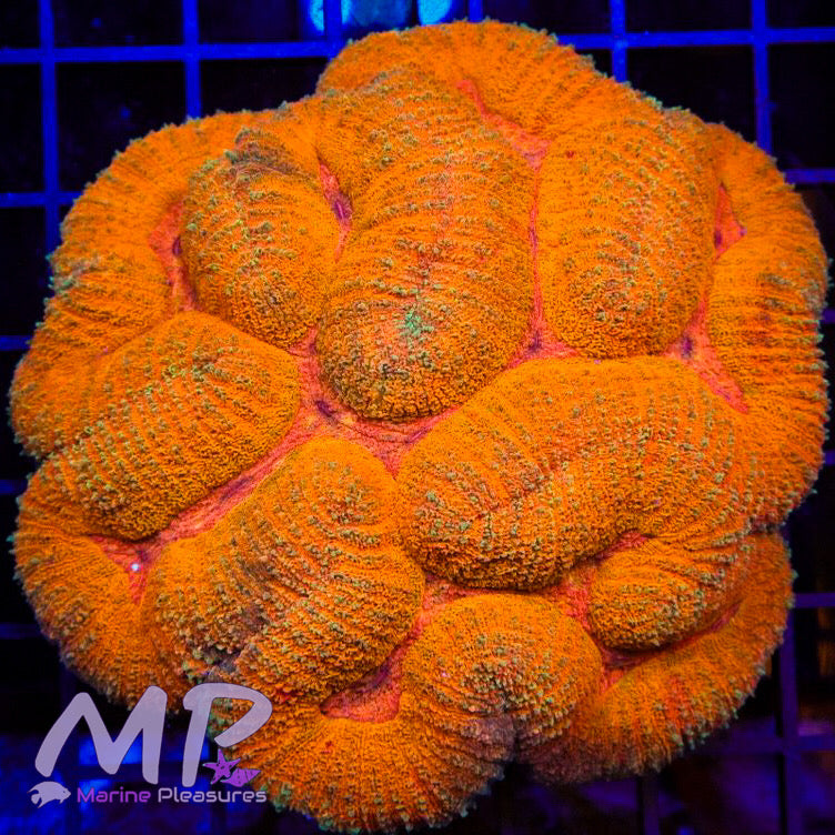 Orange Gold Rush Symphyllia Coral - (Show Piece)