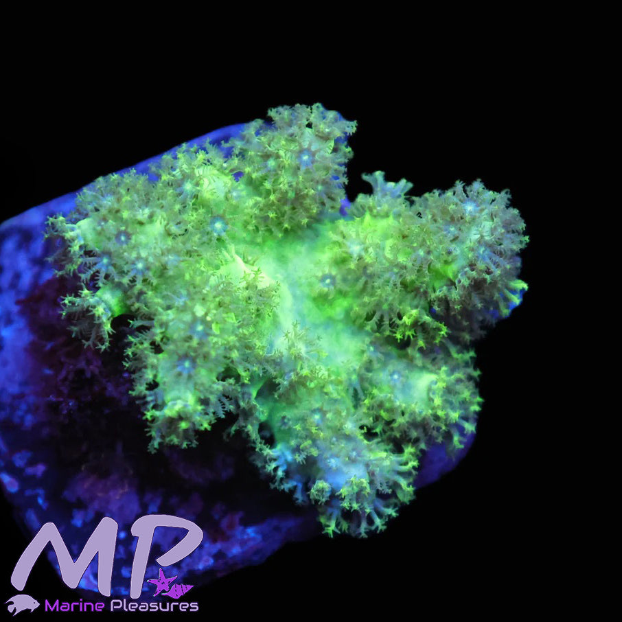 Australian Rasta Leather Coral -