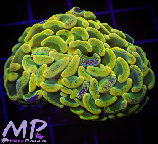 Aussie Ultra Splatter Hammer Coral