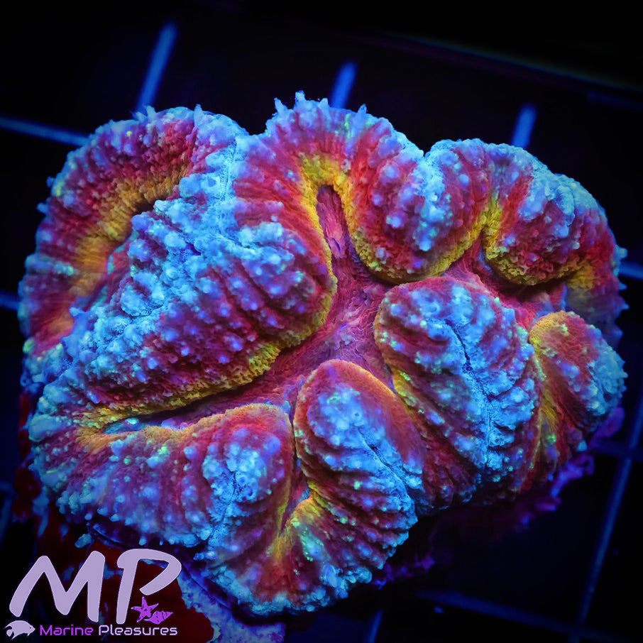 2.5" Dragon's Breath Lava Ultra Symphyllia Coral