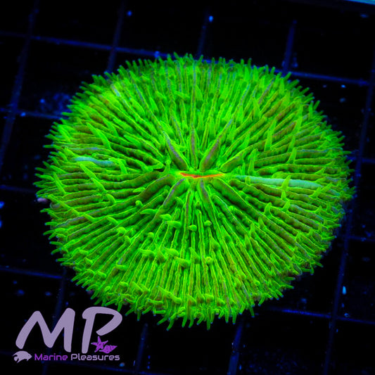 1.5" Toxic Alien Fungia Plate Coral