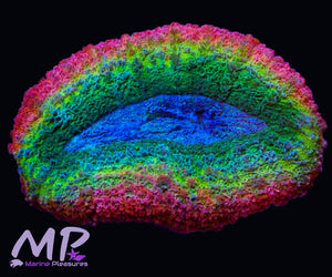 Aussie Pastel Rainbow Lobophyllia Brain Coral