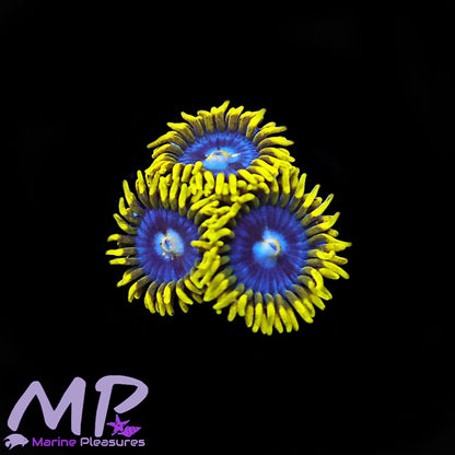 Smurfette Zoanthids Coral