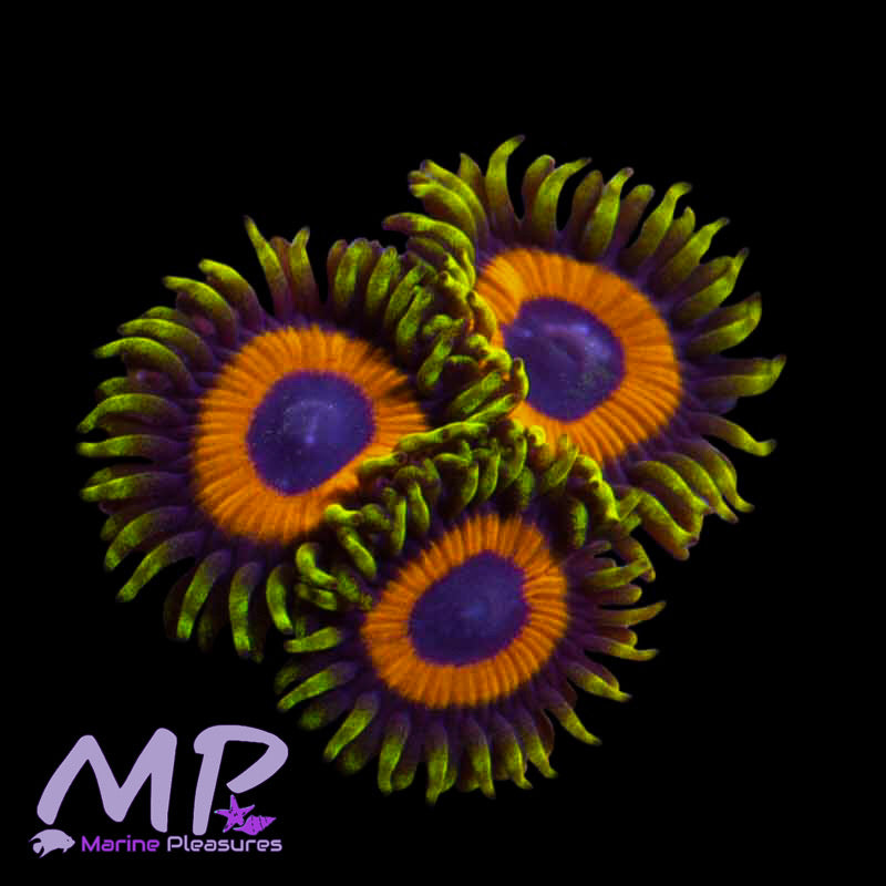 Fruit Loops Zoanthids - (1-3 Polyps)