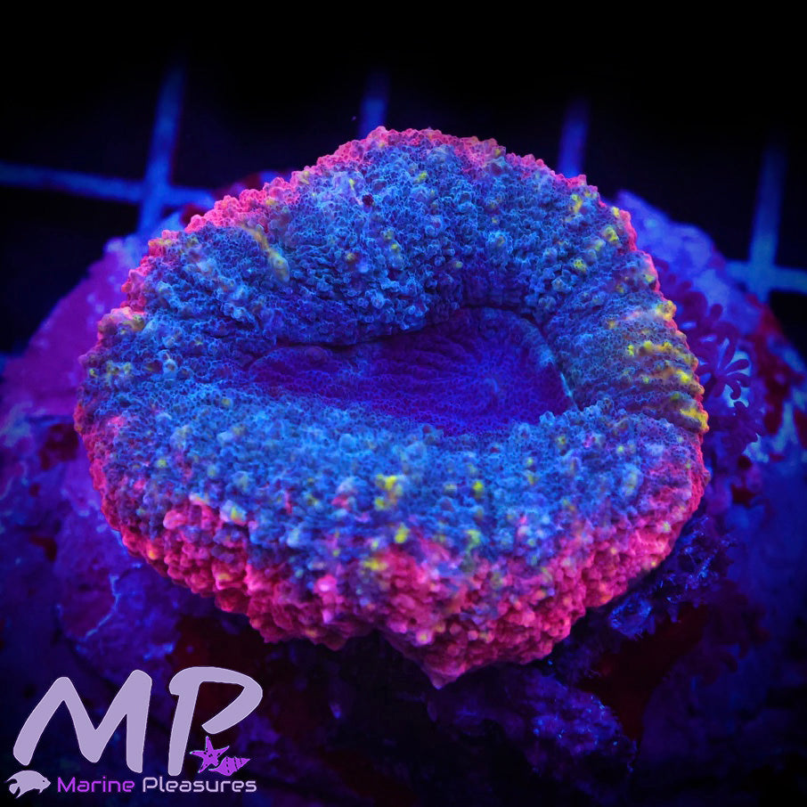 Pink Rim Ultra Blue Shymphyllia Coral