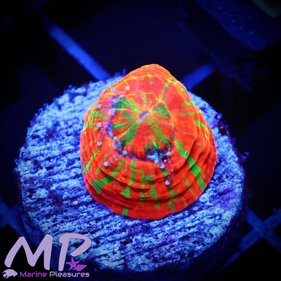 1" Tiny Reverse Bleeding Apple Acanthophllia Coral
