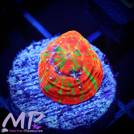 1" Tiny Reverse Bleeding Apple Acanthophllia Coral