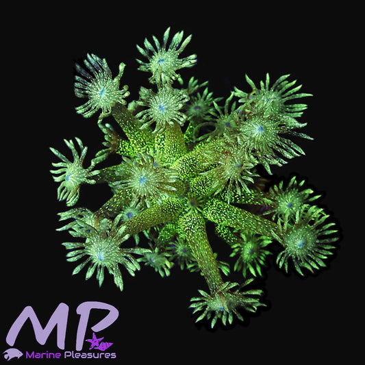 Grand Master Glitter Bomb Goniopora - (Lg Frag)