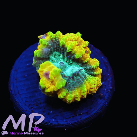 Favia of The Gods Coral