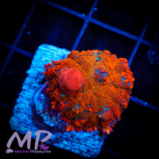 Superman Bounce Mushroom Coral -