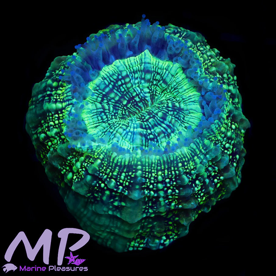 2.5" Matrix Acanthophyllia Coral