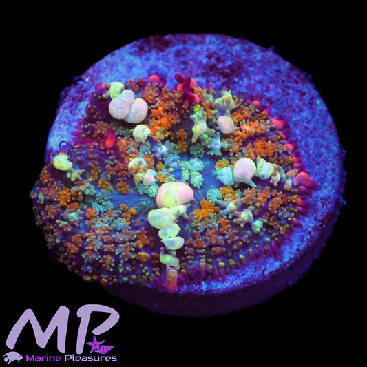 OT7 Rainbow Bounce Mushroom Coral