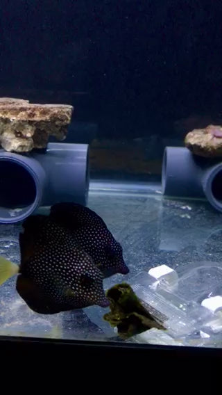 2" Gem Tang - (Bonded Pair)