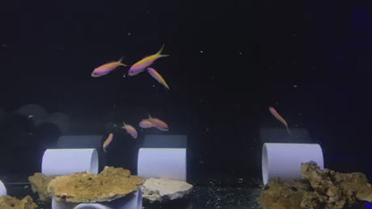 Evansi Anthias - F/F (School of 12 Juveniles)