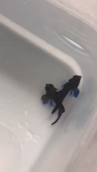 Mandarin Goby (Juv M/F Pair)