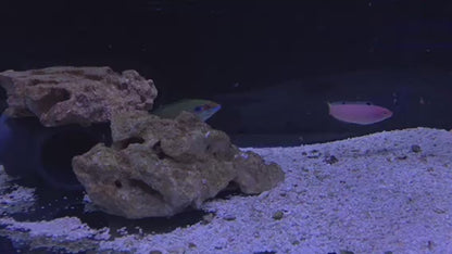 Earmuff Wrasse - (M/F PAIR)