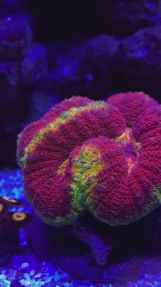 Lava Eruption Ultra Rainbow Symphyllia Coral