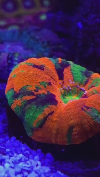 Aussie Master Piece Scolymia Coral