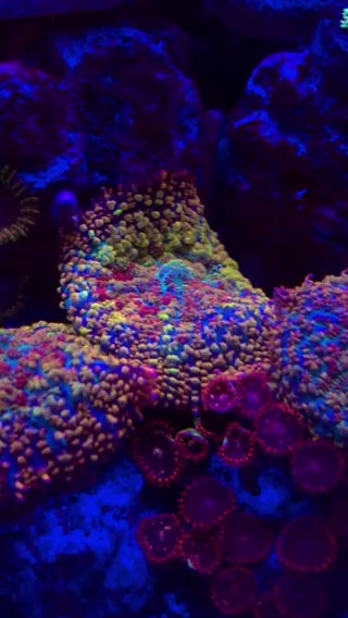 Rainbow Bounce Rhodactis Mushroom Coral