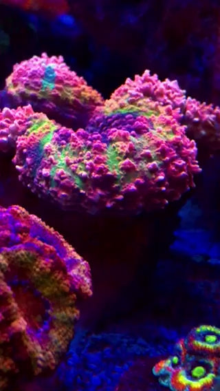 Ultra Rainbow Symphyllia Coral