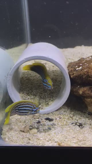 2.5" Anampses Lennardi Wrasse - Pair