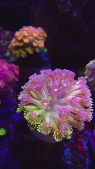 Yellow Eye Ultra Rainbow Goniopora Coral -